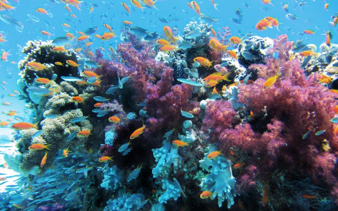 The Ocean is Losing Biodiversity. They’re Trying to Capture it Before it’s Gone.